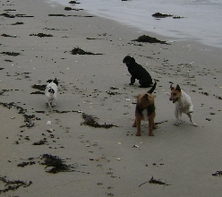 dogs_on_beach